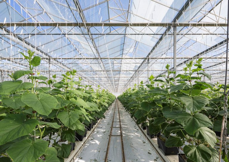 Duurzaamheidsafspraken in de agrifood sector: geldende mededingingsregels en voorbeelden