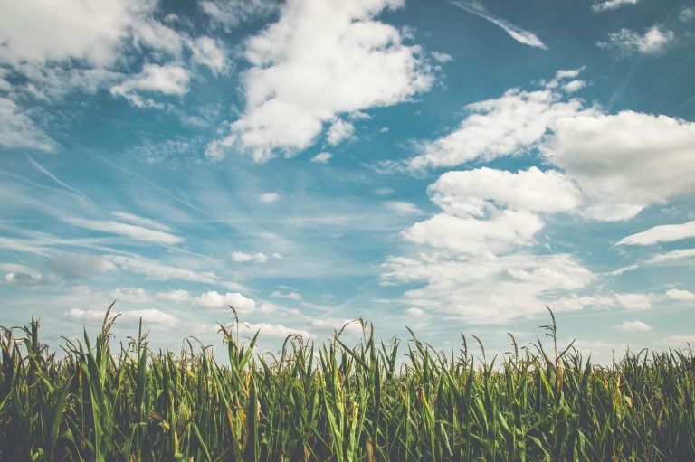 Denso neemt Axia Vegetable Seeds Group over om groei en innovatie in duurzame landbouw te stimuleren