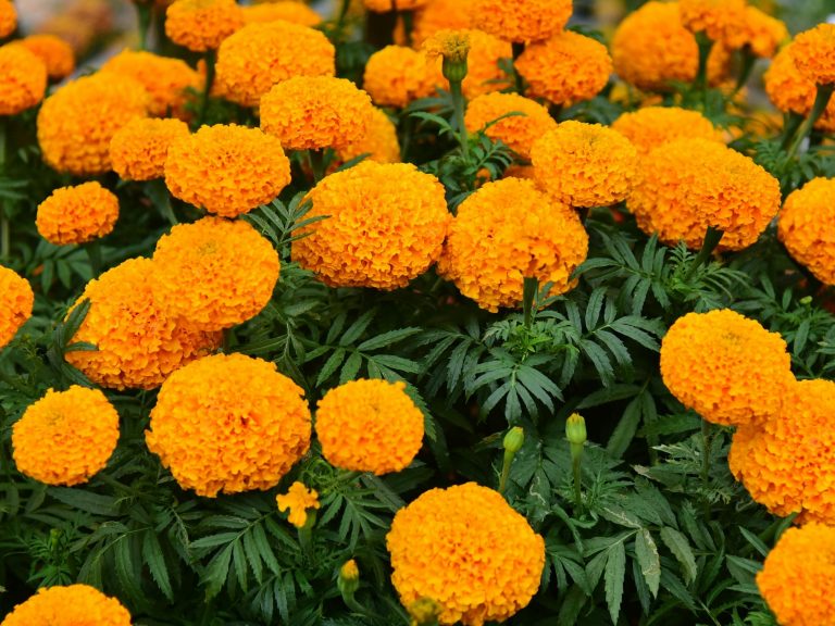 Dümmen Orange and Syngenta Flowers join forces in a strategic joint venture